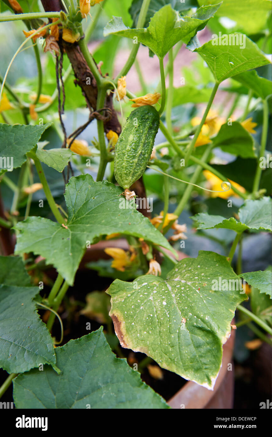 Gherkin Plant in Vegetable Garden, England, UK. Stock Photo