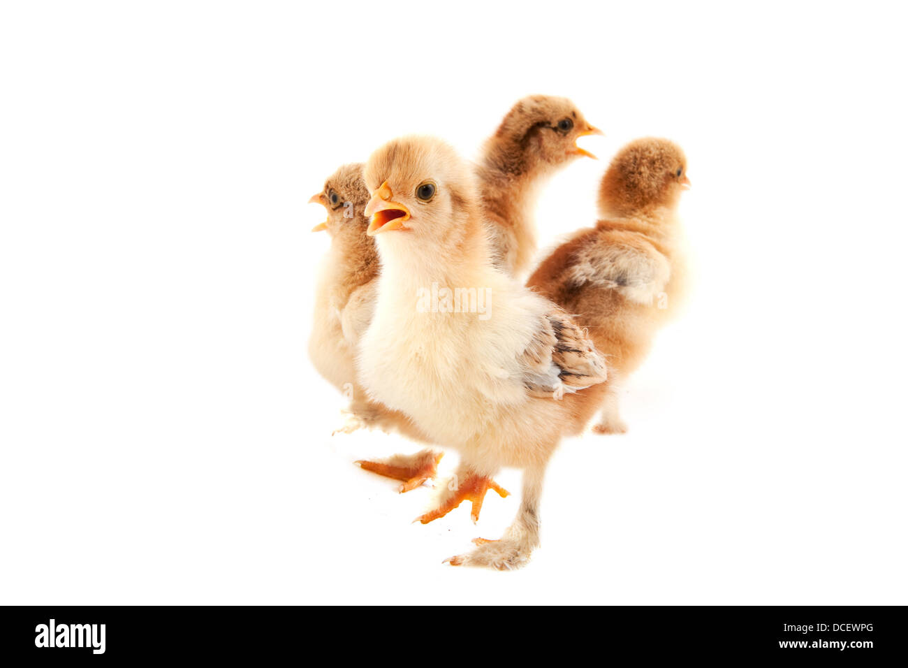 Little chicks Stock Photo