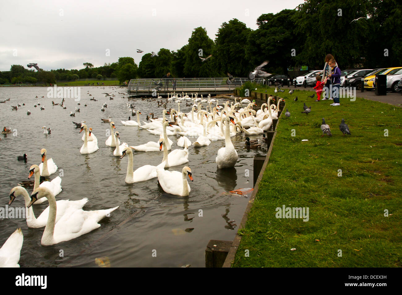 People feeding swans at Hogganfield Loch Glasgow Stock Photo