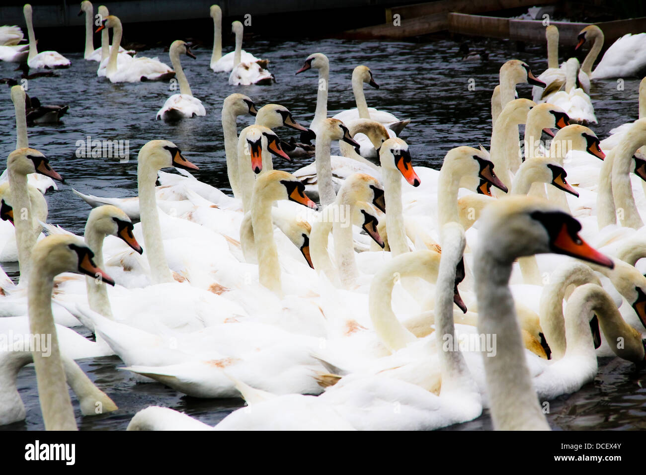 Flock of Mute Swans on the water Stock Photo - Alamy