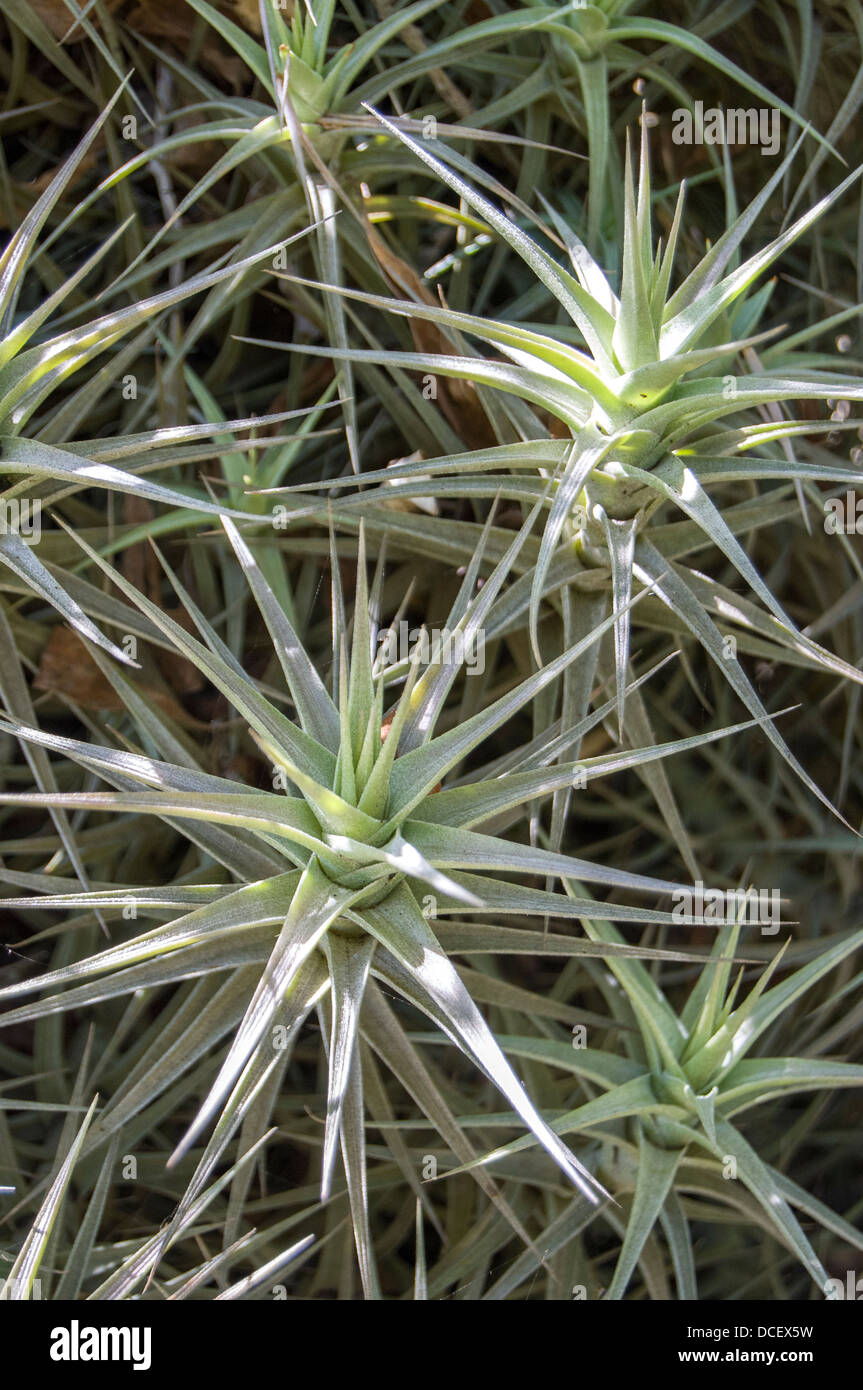 Green leaves flower plant hi-res stock photography and images - Alamy