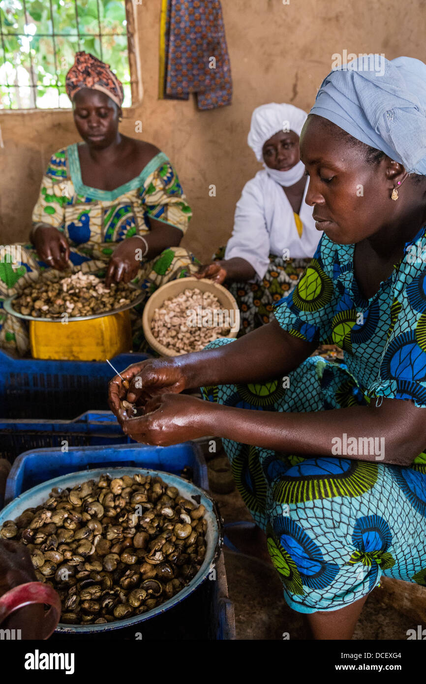 Women Working in Cashew Nut Processing Center, Group Dimbal Djabott, Mendy Kunda, North Bank Region, The Gambia Stock Photo