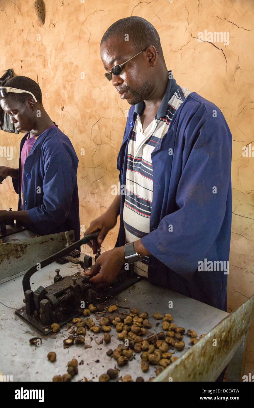 Men Hulling Cashews at Cashew Nut Processing Center, Group Dimbal Djabott, Mendy Kunda, North Bank Region, The Gambia Stock Photo