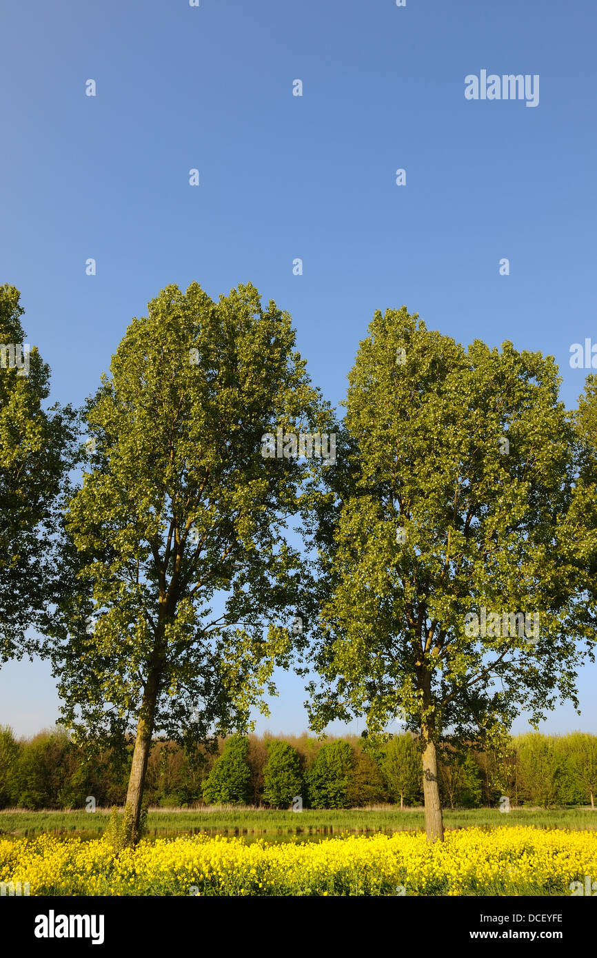 Trees in cole seed Stock Photo - Alamy