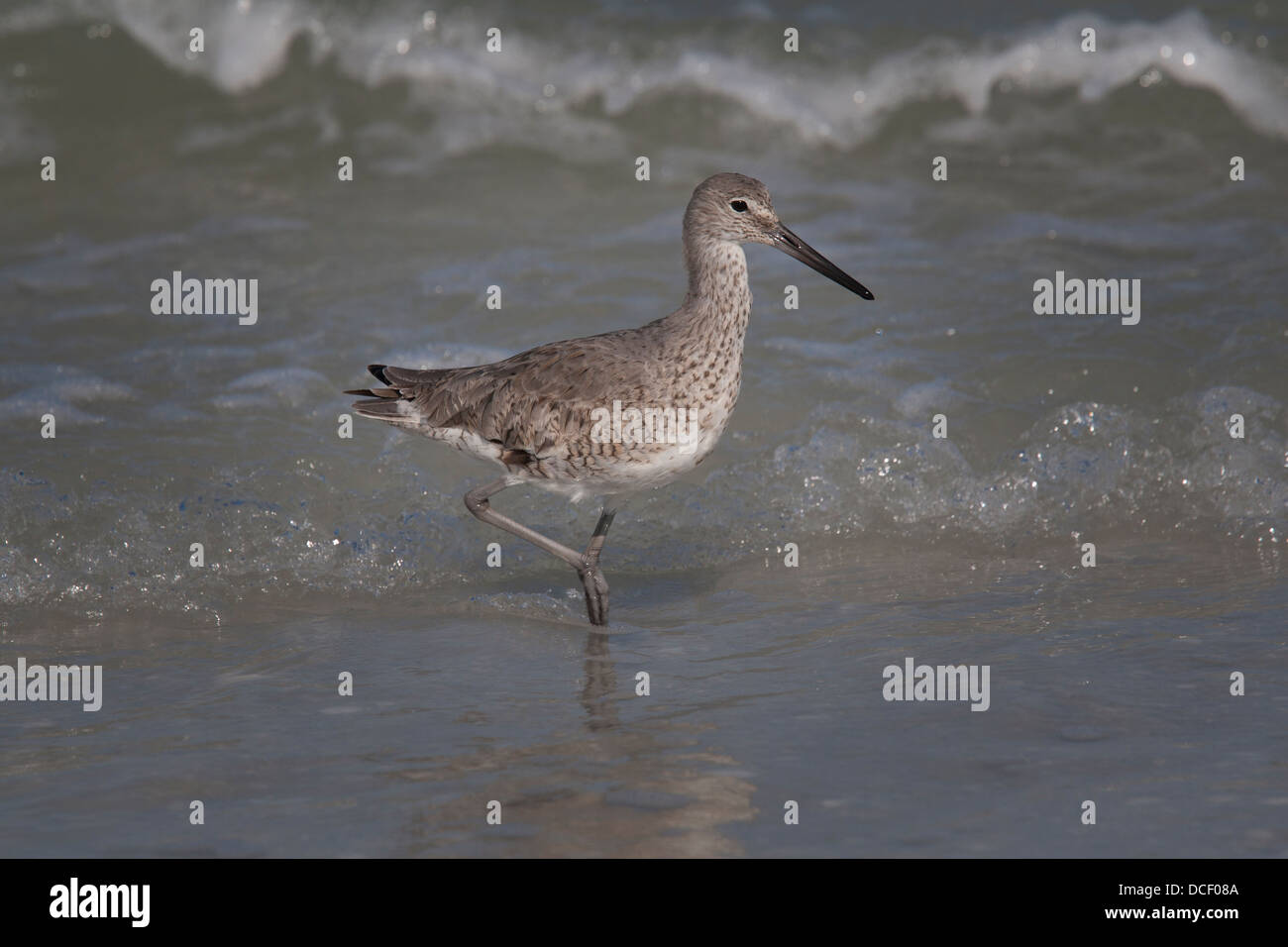 Willet, Tringa semipalmata (formerly Catoptrophorus semipalmatus) Stock Photo