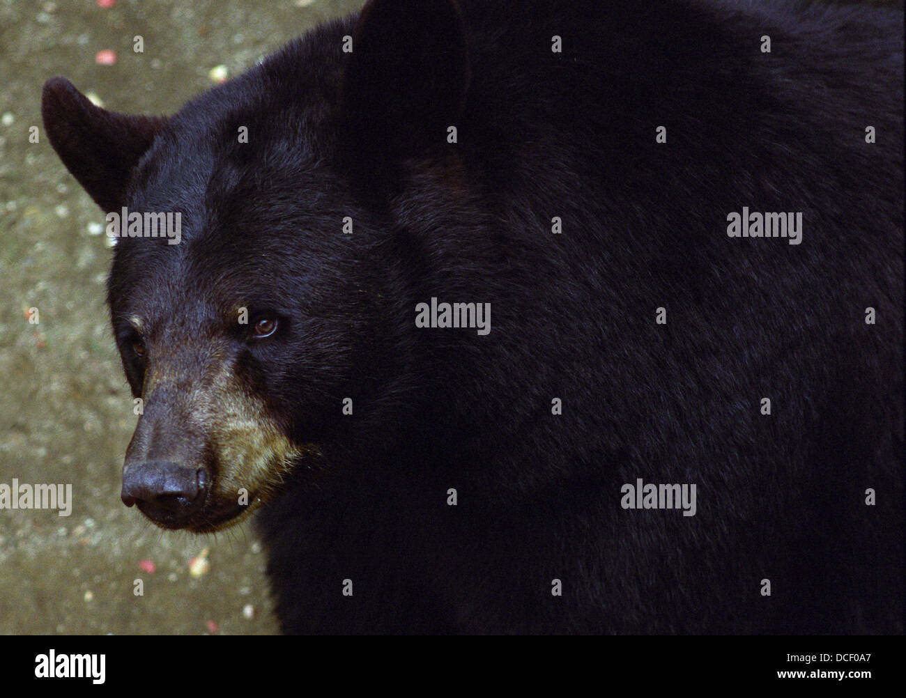 A close-up of the face and upper body of a Black Bear in 3/4 view looking directly at the camera. Stock Photo