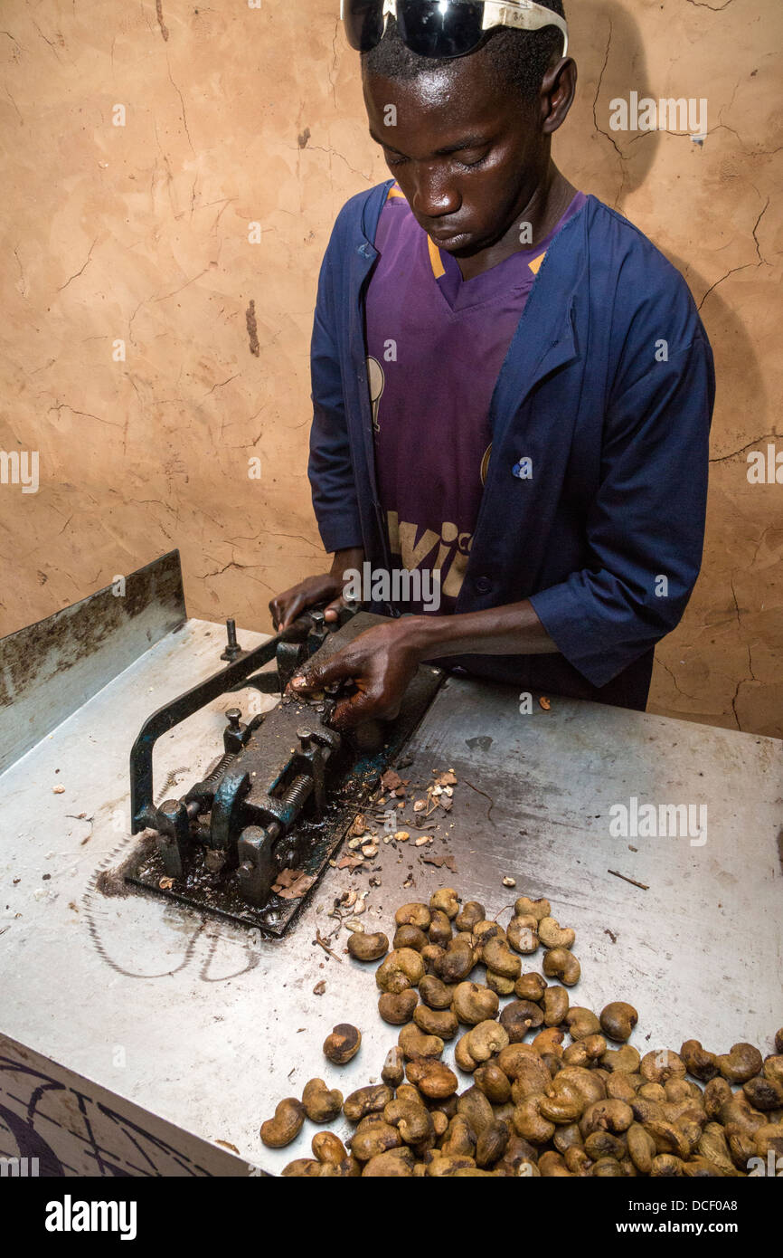 Man Hulling Cashews at Cashew Nut Processing Center, Group Dimbal Djabott, Mendy Kunda, North Bank Region, The Gambia Stock Photo