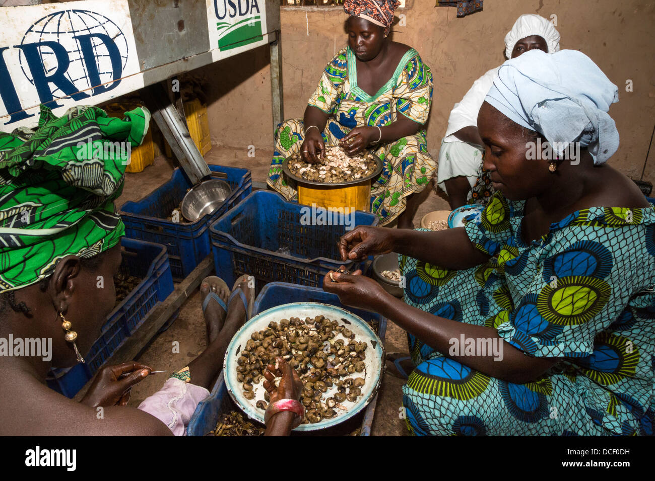 Women Hulling Nuts at Cashew Nut Processing Center, Group Dimbal Djabott, Mendy Kunda, North Bank Region, The Gambia Stock Photo