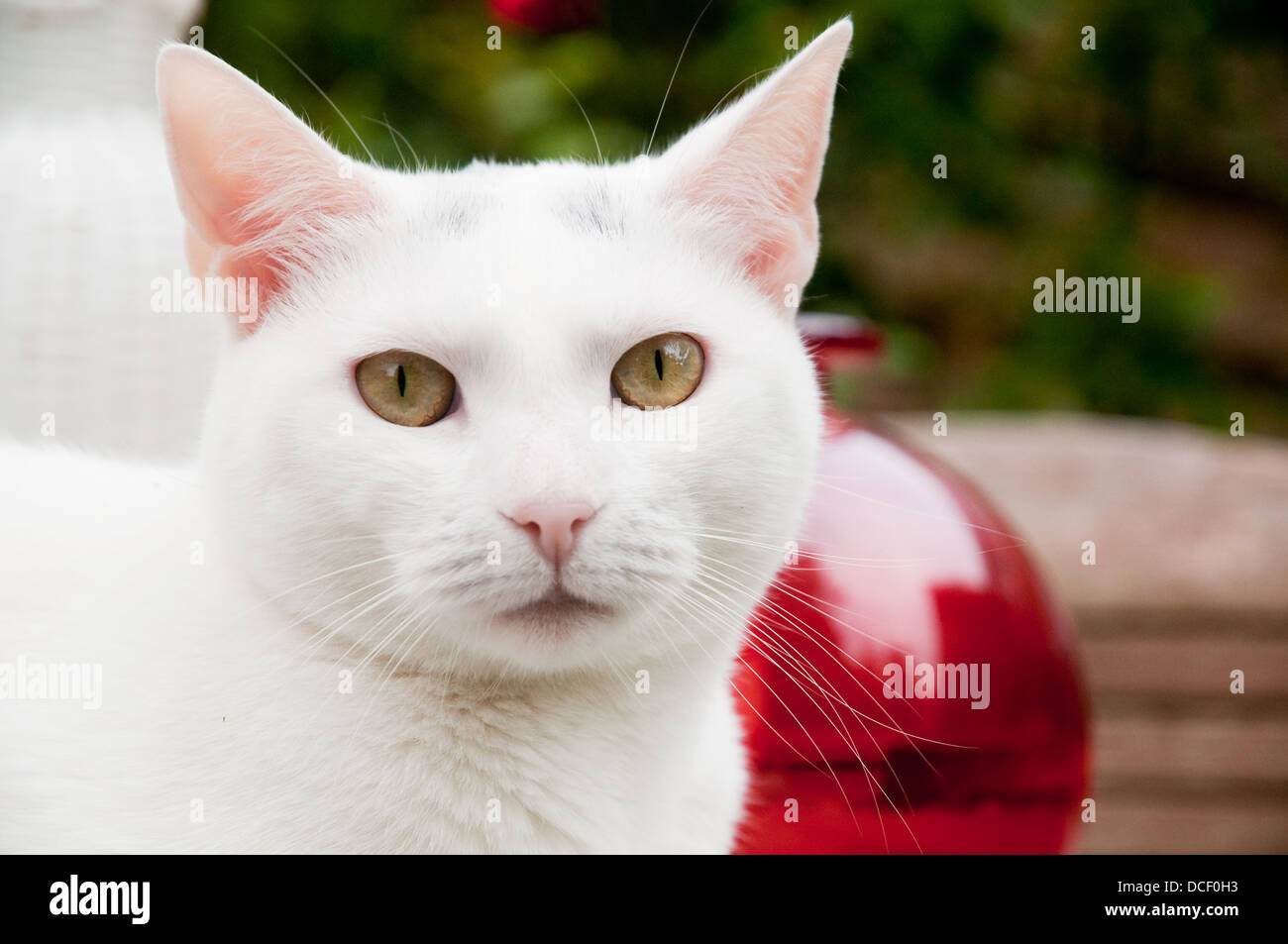 Portrait of a white cat Stock Photo Alamy