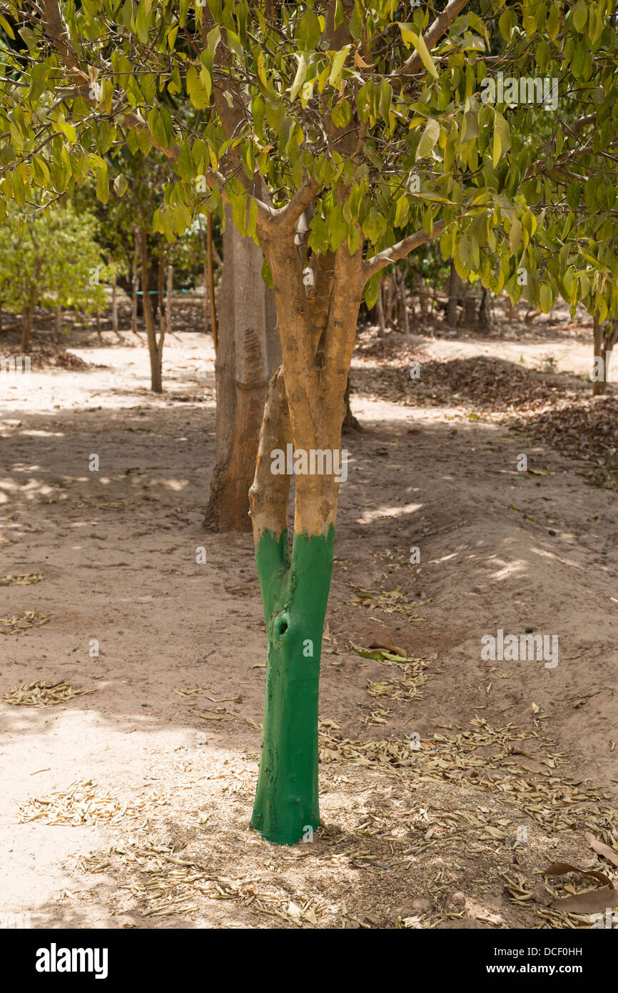 Termite Protection. Green Paint Protects Trunks from Attack by Termites. Mendy Kunda, North Bank Region, The Gambia Stock Photo