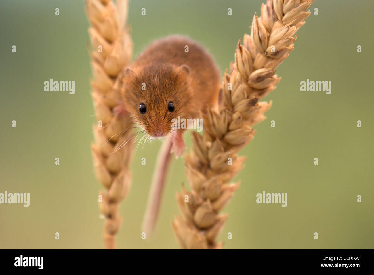 Harvest mouse corn hi-res stock photography and images - Alamy