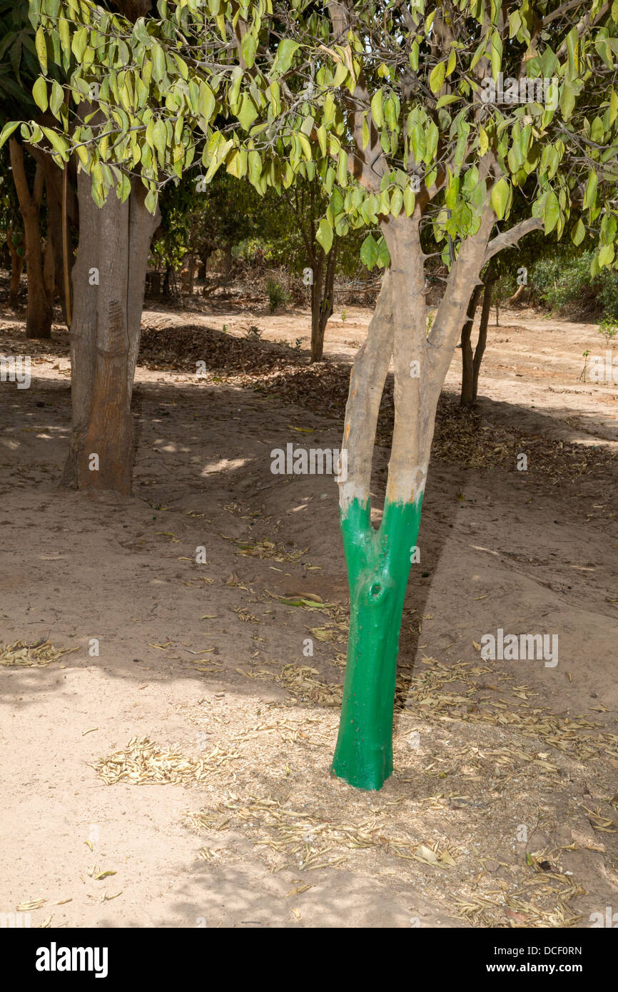 Termite Protection. Green Paint Protects Trunks from Attack by Termites. Mendy Kunda, North Bank Region, The Gambia Stock Photo