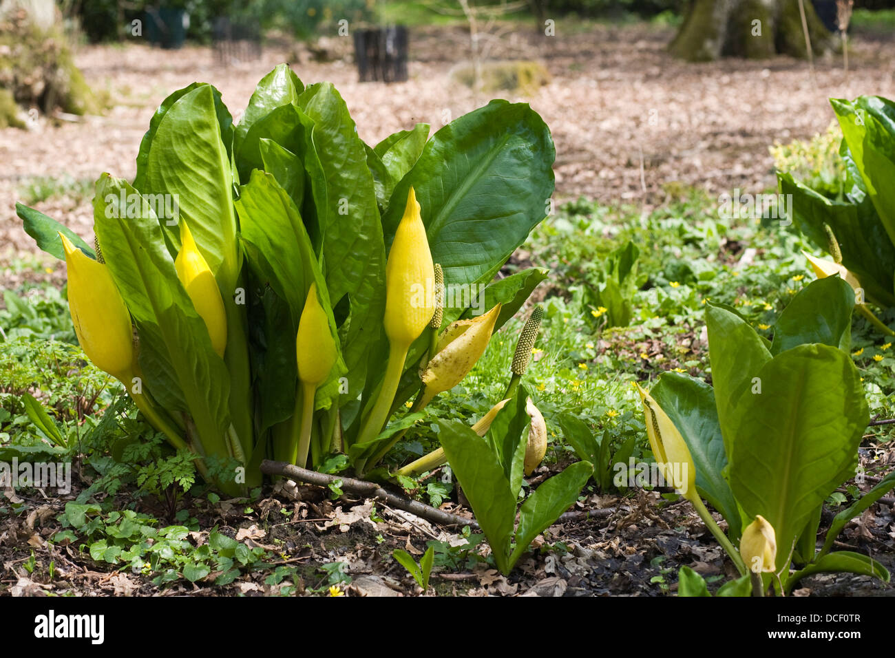 Lysichiton americanus. Western skunk cabbage in an English bog garden. Stock Photo