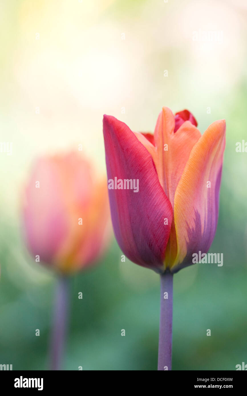 Tulipa 'Prinses Irene' in an English garden. Change in colour on one tepal from orange to red. Stock Photo