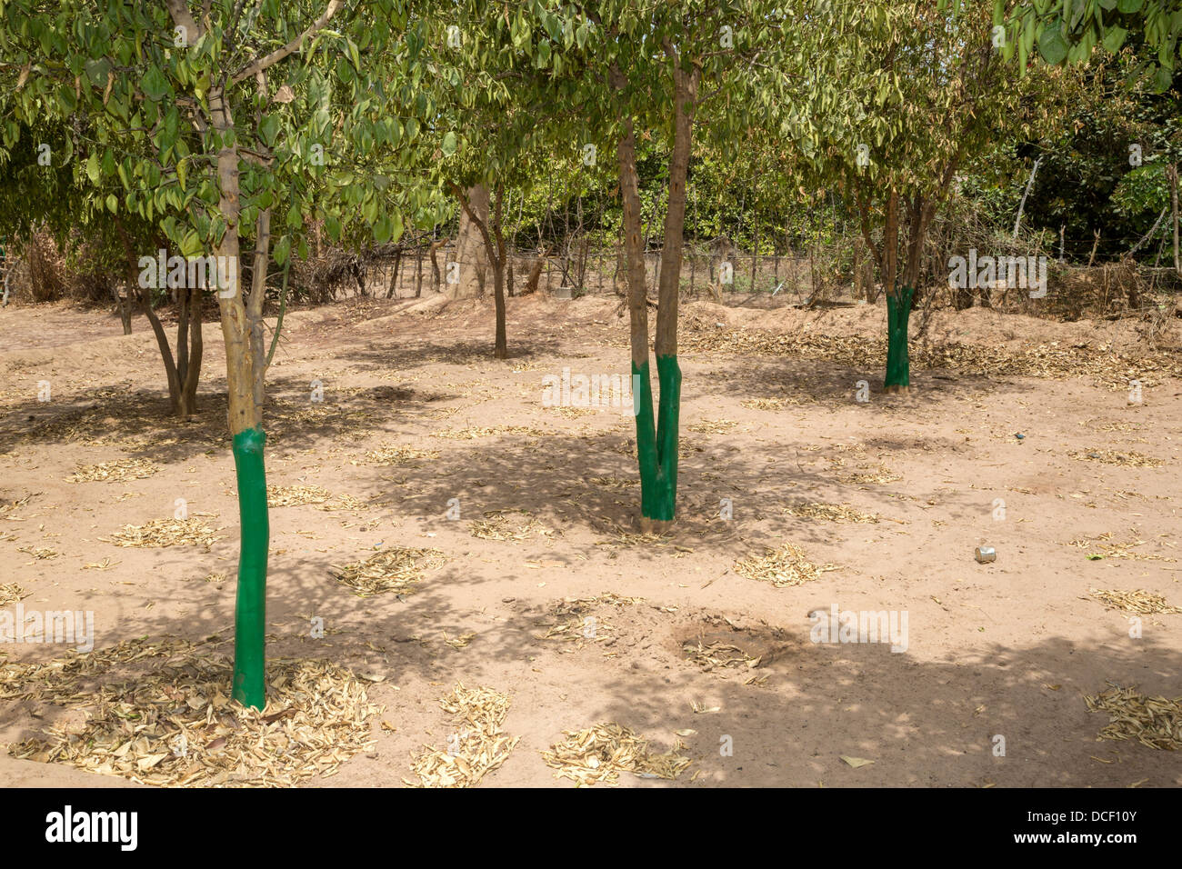 Termite Protection. Green Paint Protects Trunks from Attack by Termites. Mendy Kunda, North Bank Region, The Gambia Stock Photo