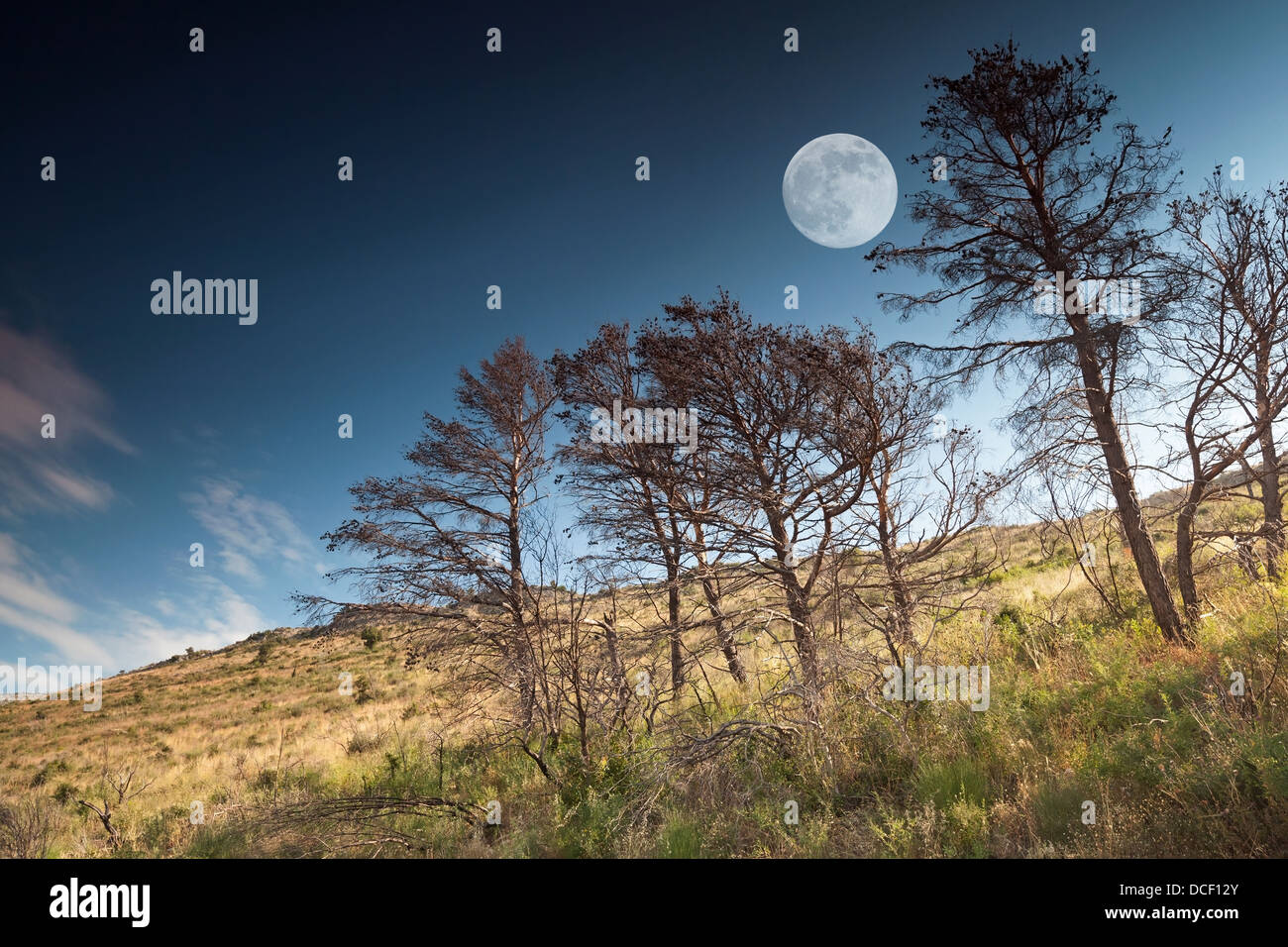 Dead pine trees with dramatic deep blue sky and full moon on a background Stock Photo