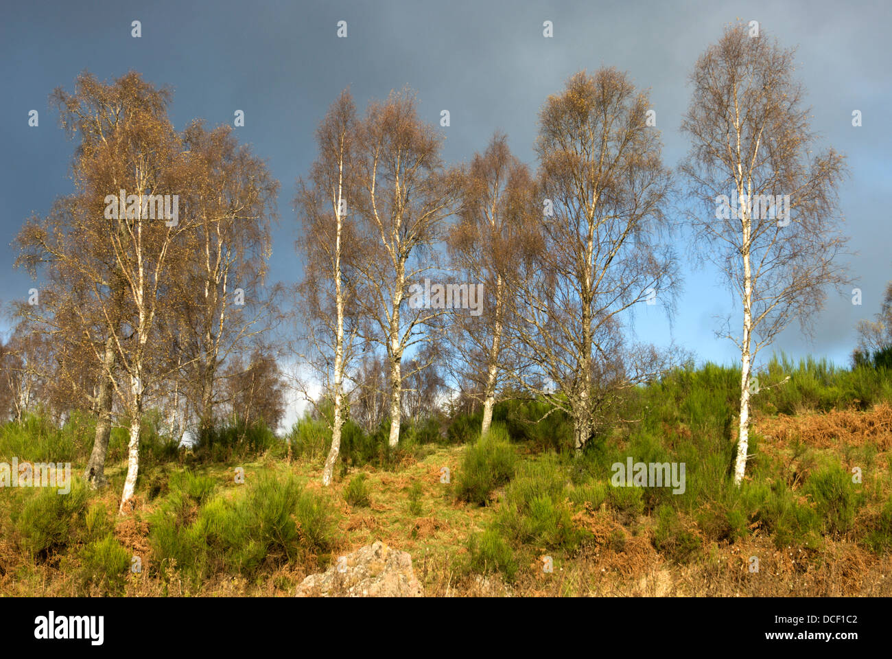 Tall standing trees hi-res stock photography and images - Alamy