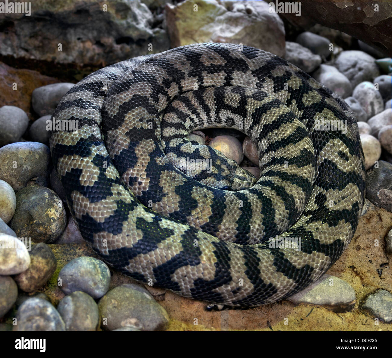 Morelia spilota variegata. Carpet python Stock Photo