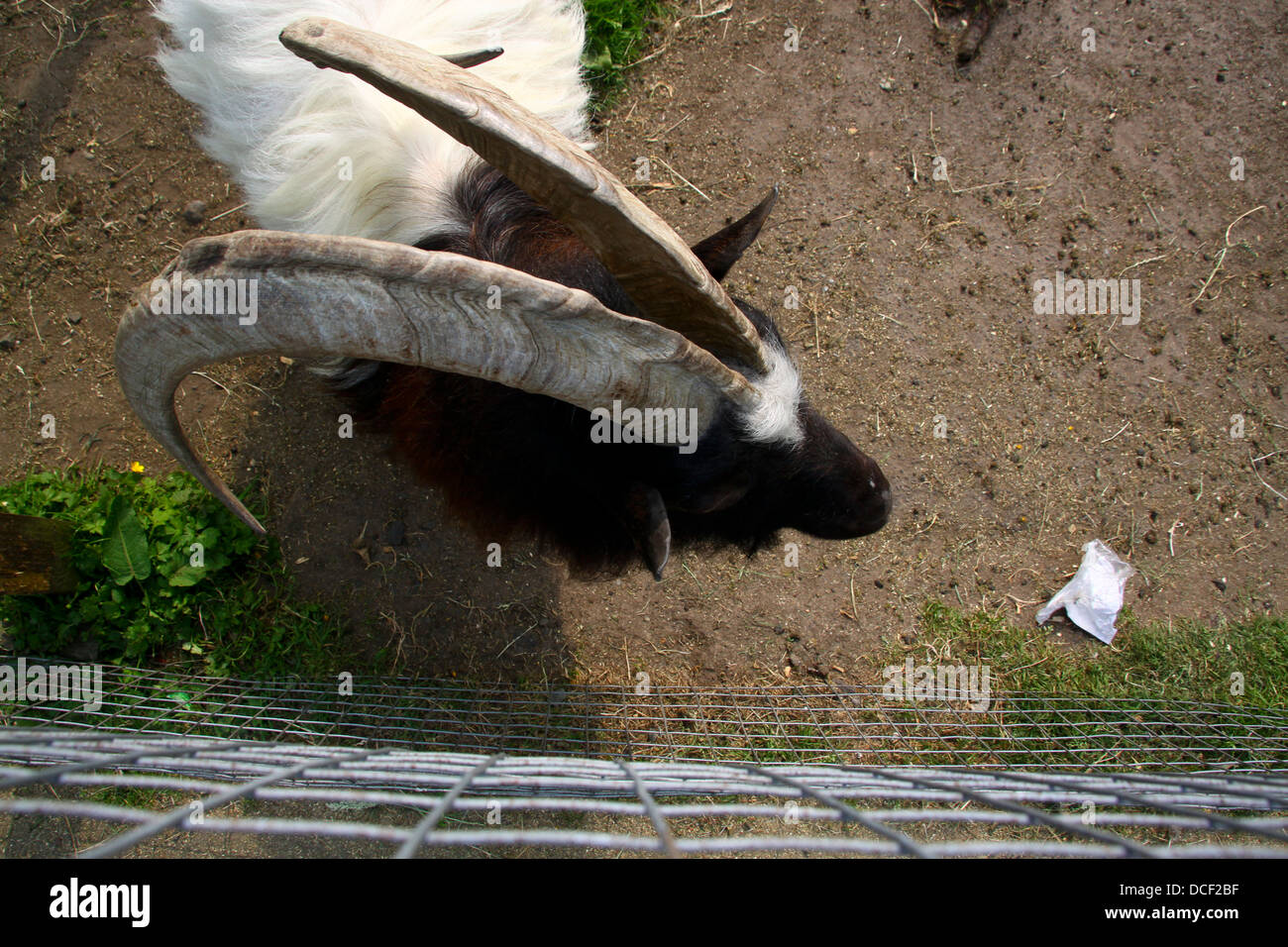 Top view of ram with large curved horns Stock Photo