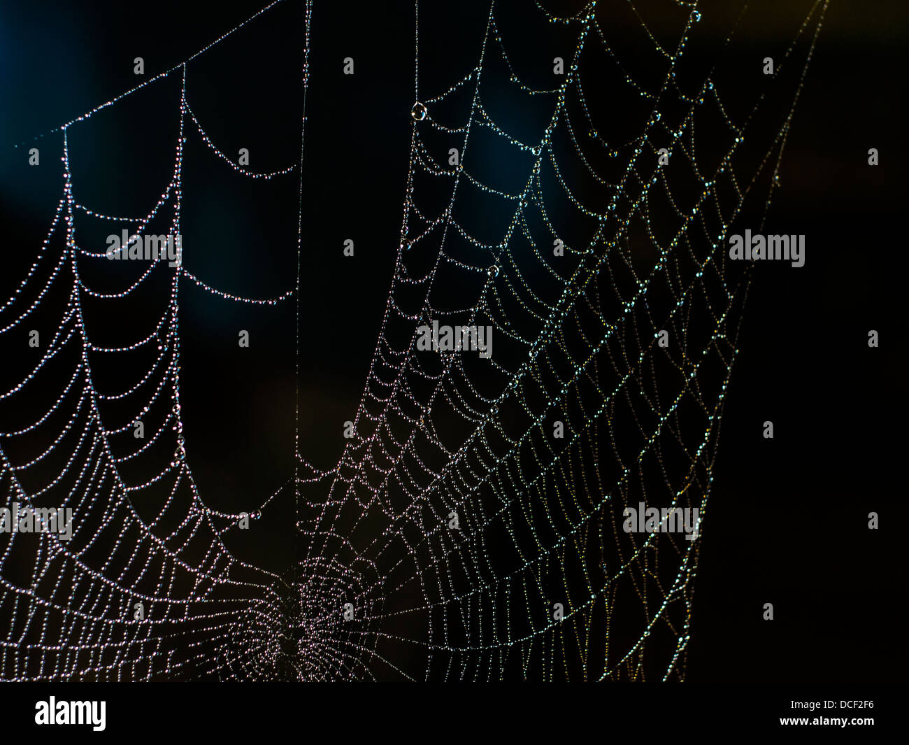 web spider Stock Photo