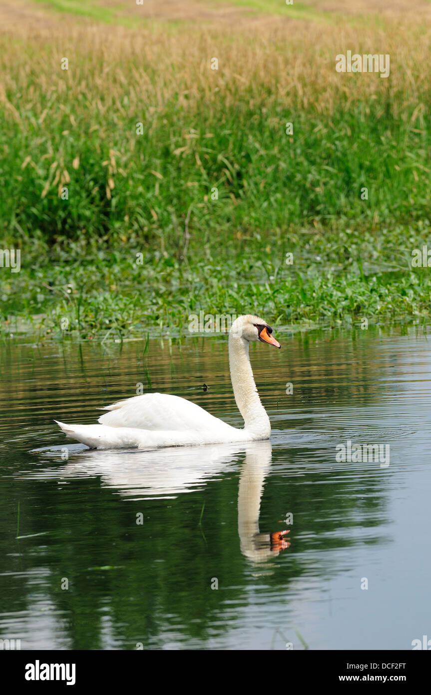 Male Mute Swan on marshland habitat. (Cygnus olor Stock Photo Alamy