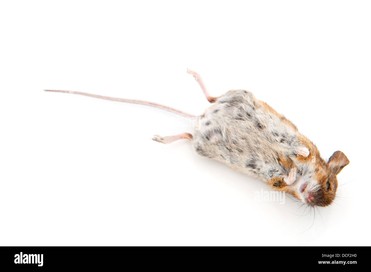 Воняет дохлой мышью. Маленькая дохлая мышка. Воняет дохлой мышью. Мертвые мыши в подполье. Воняет дохлой мышью.