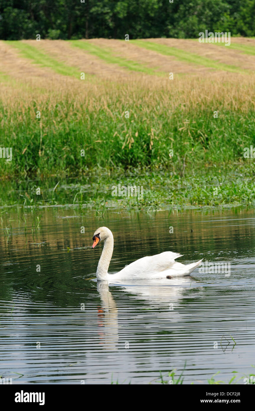 Male Mute Swan on marshland habitat. (Cygnus olor Stock Photo Alamy