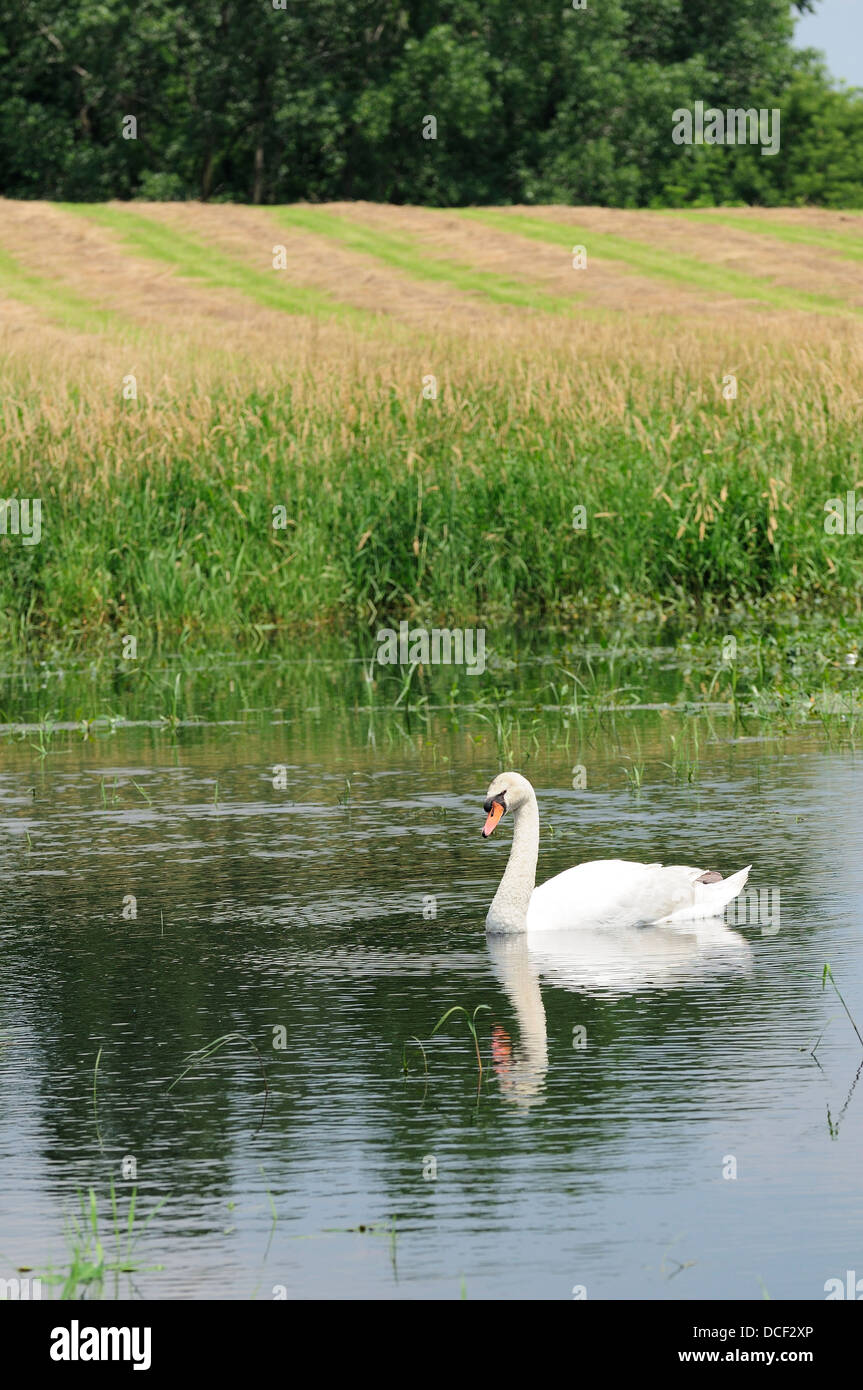 Male Mute Swan on marshland habitat. (Cygnus olor Stock Photo Alamy