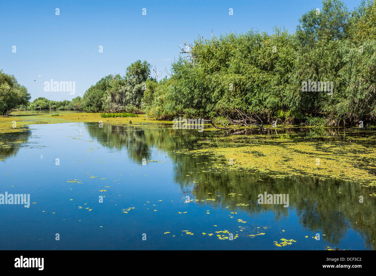 Danube river Delta, beautiful landscape, one of the local channels near ...