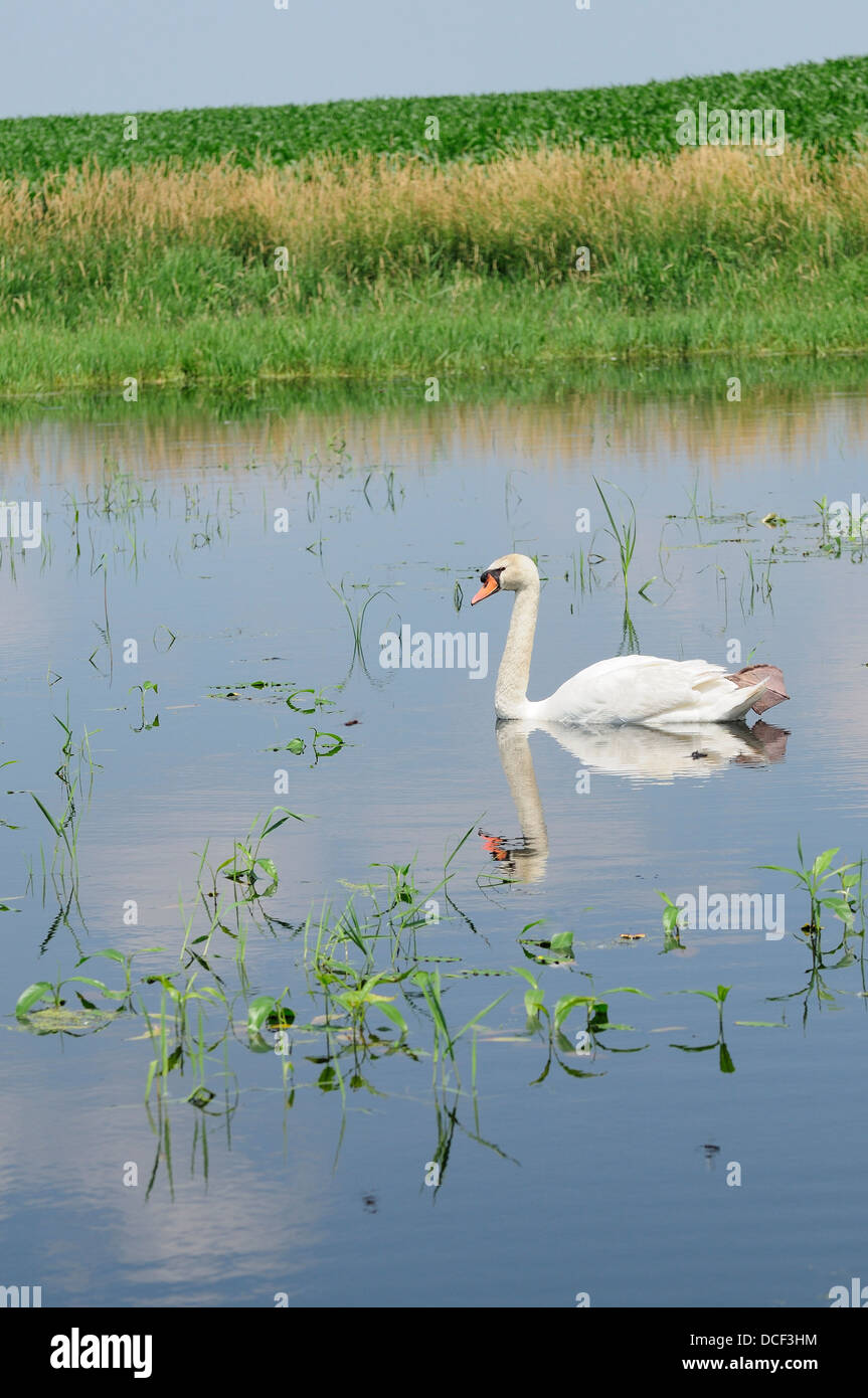 Male Mute Swan on marshland habitat. (Cygnus olor Stock Photo Alamy