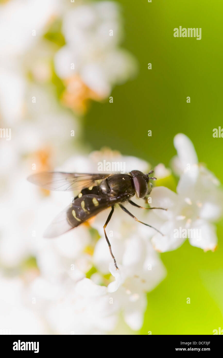Blurred bee flying hi-res stock photography and images - Alamy