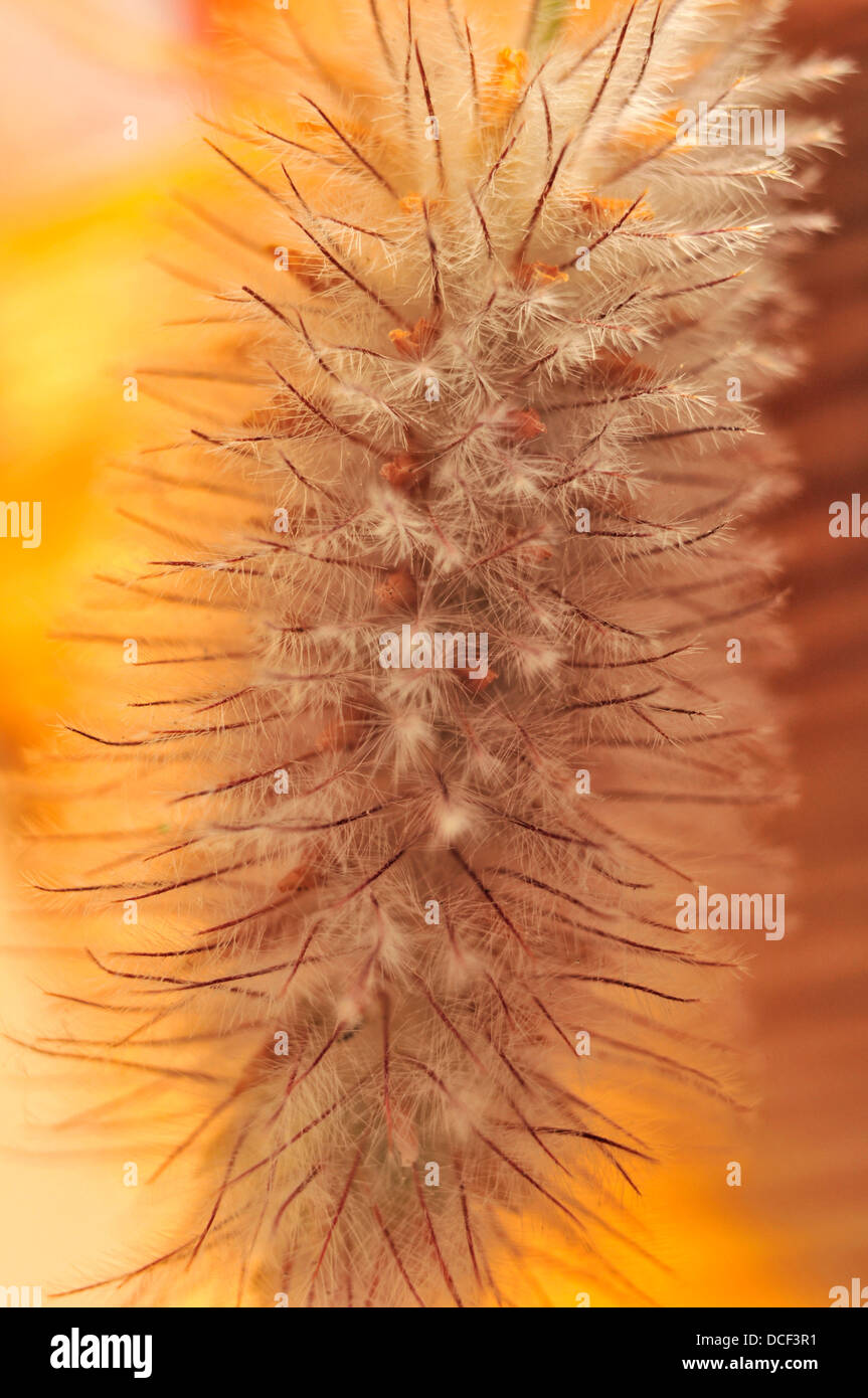 USA, Oregon, Portland. Close-up of rabbit's-foot clover seed Stock ...