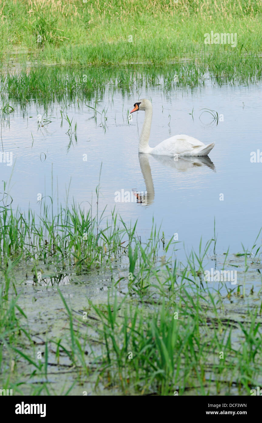 Male Mute Swan on marshland habitat. (Cygnus olor Stock Photo Alamy