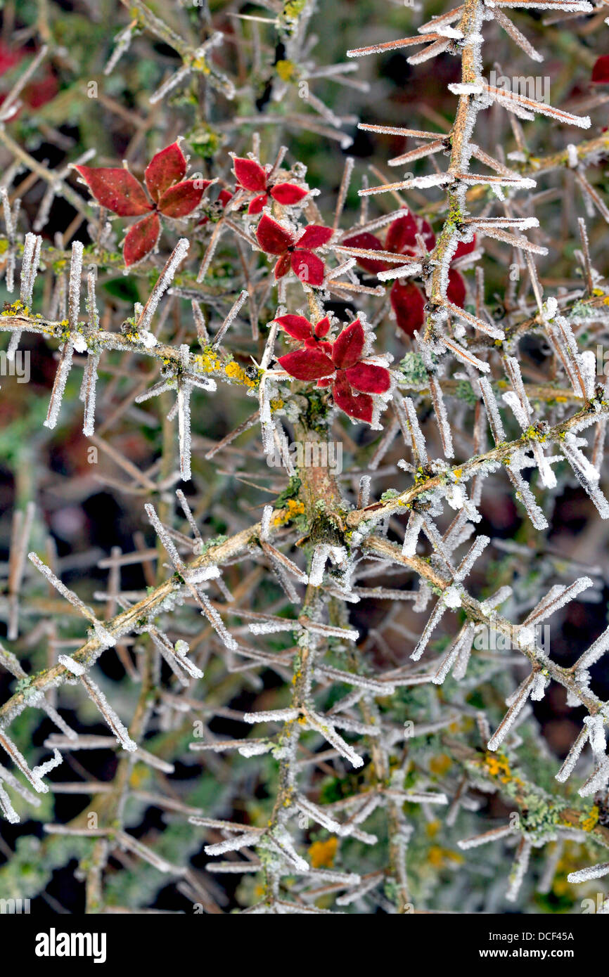 USA, Oregon. Close-up of frosted cotoneaster plant. Stock Photo