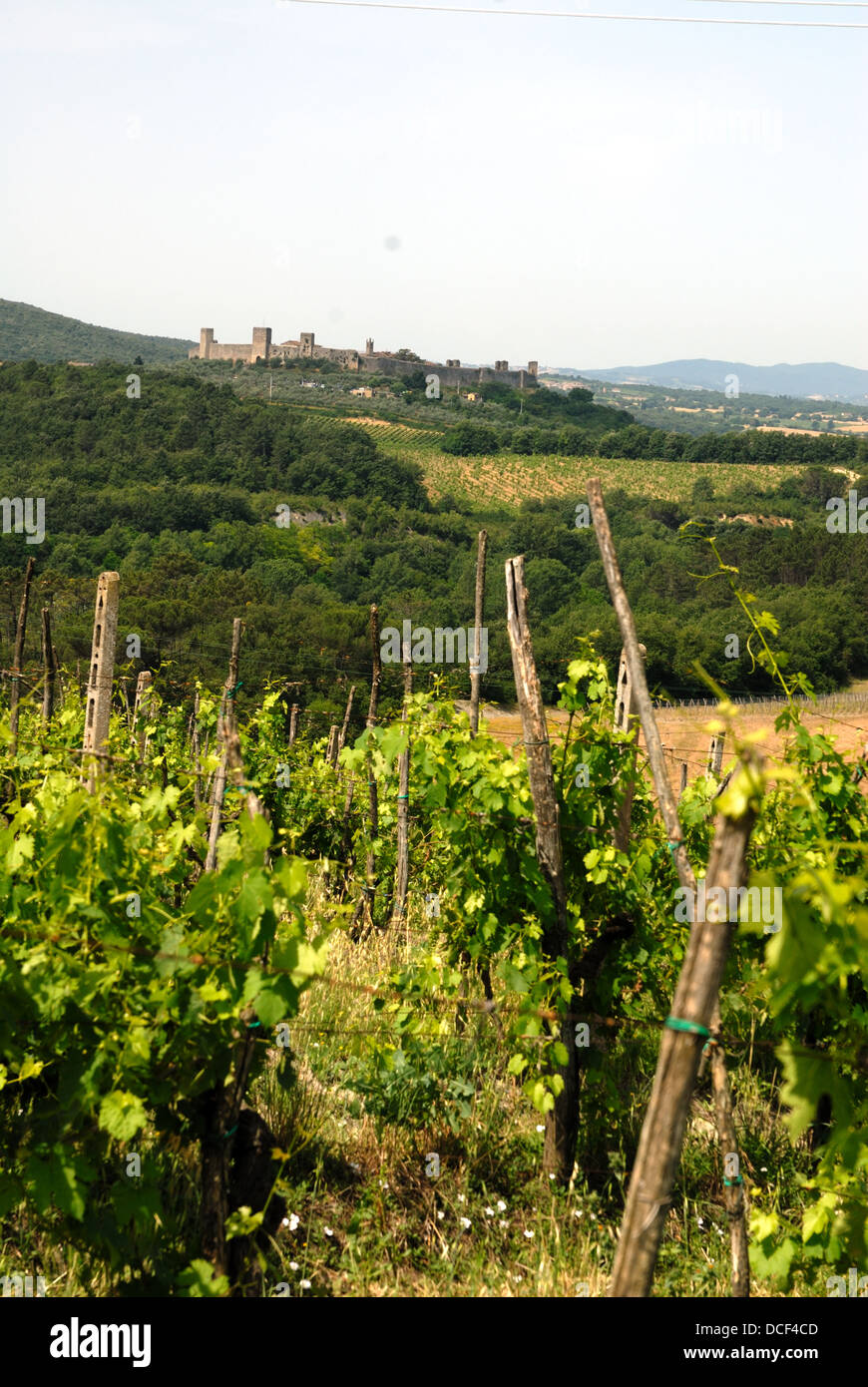 Vineyard in Chianti Stock Photo