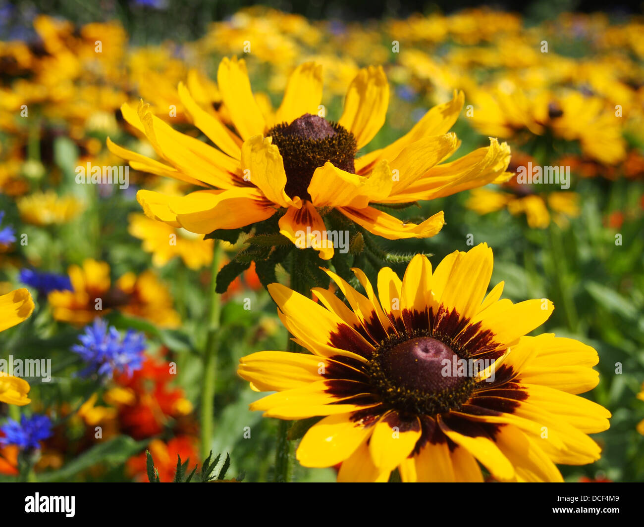 Wildflowers in quebec hires stock photography and images Alamy