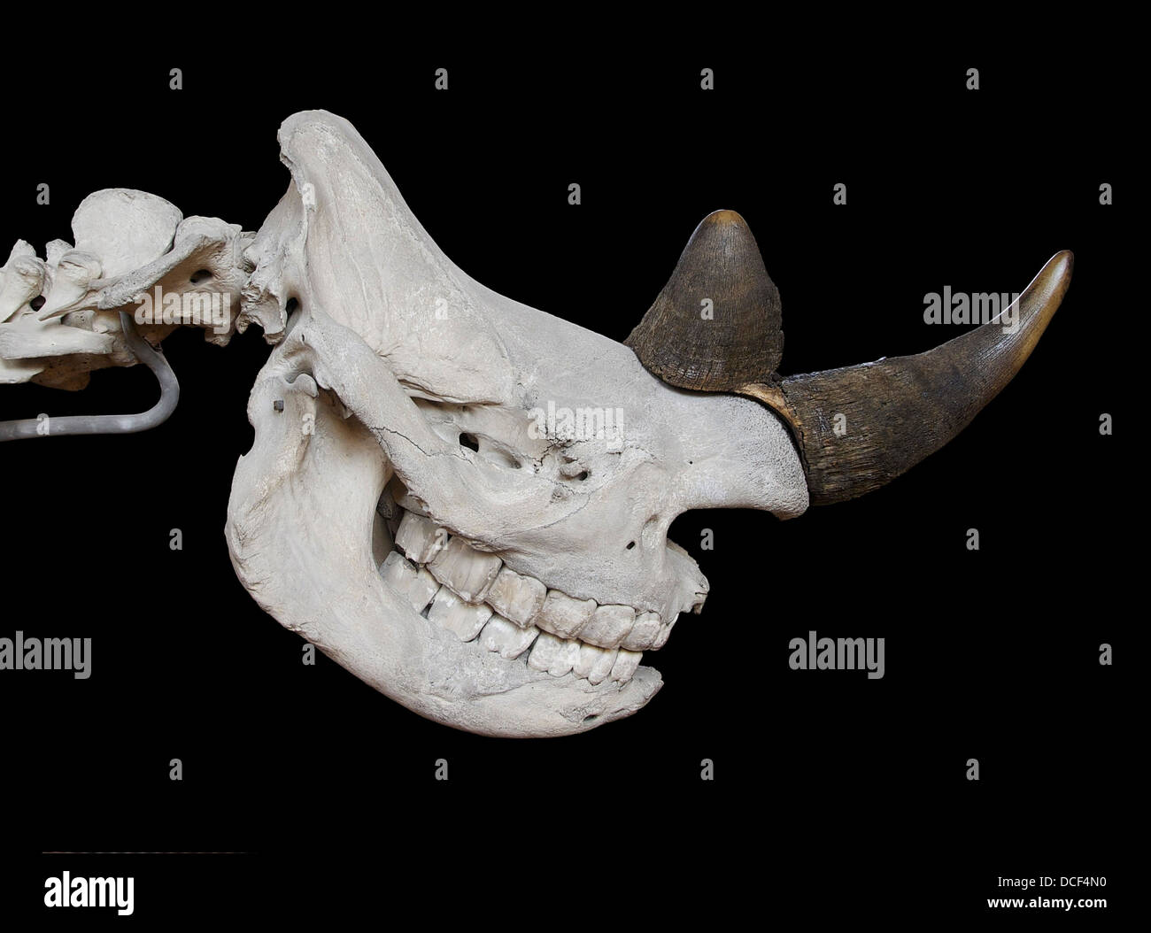 Diceros bicornis, Black Rhinoceros. Skull. Gallery of Paleontology and Compared Anatomy, National Museum of Natural History, Par Stock Photo