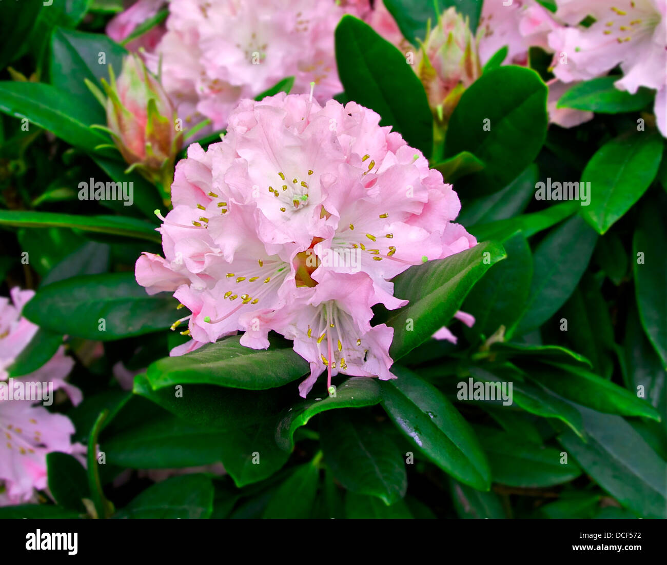 rhododendron cultivar. Stock Photo