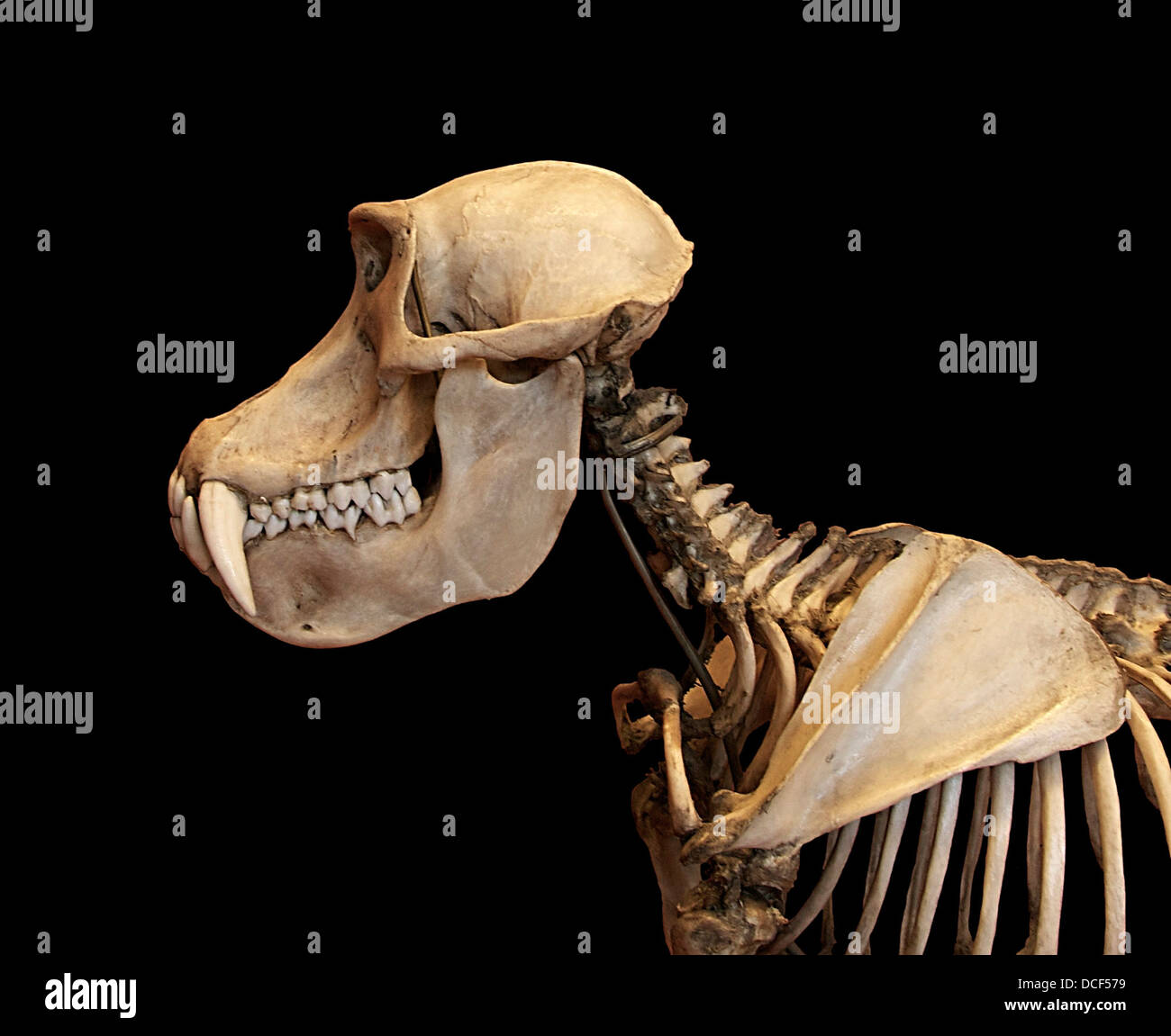 Mandrillus Sphinx Mandrill Skeletton From Skull To Shoulder Blade Stock Photo Alamy Mandrillus Sphinx Mandrill Skeletton From Skull To Shoulder Blade Stock Photo Alamy