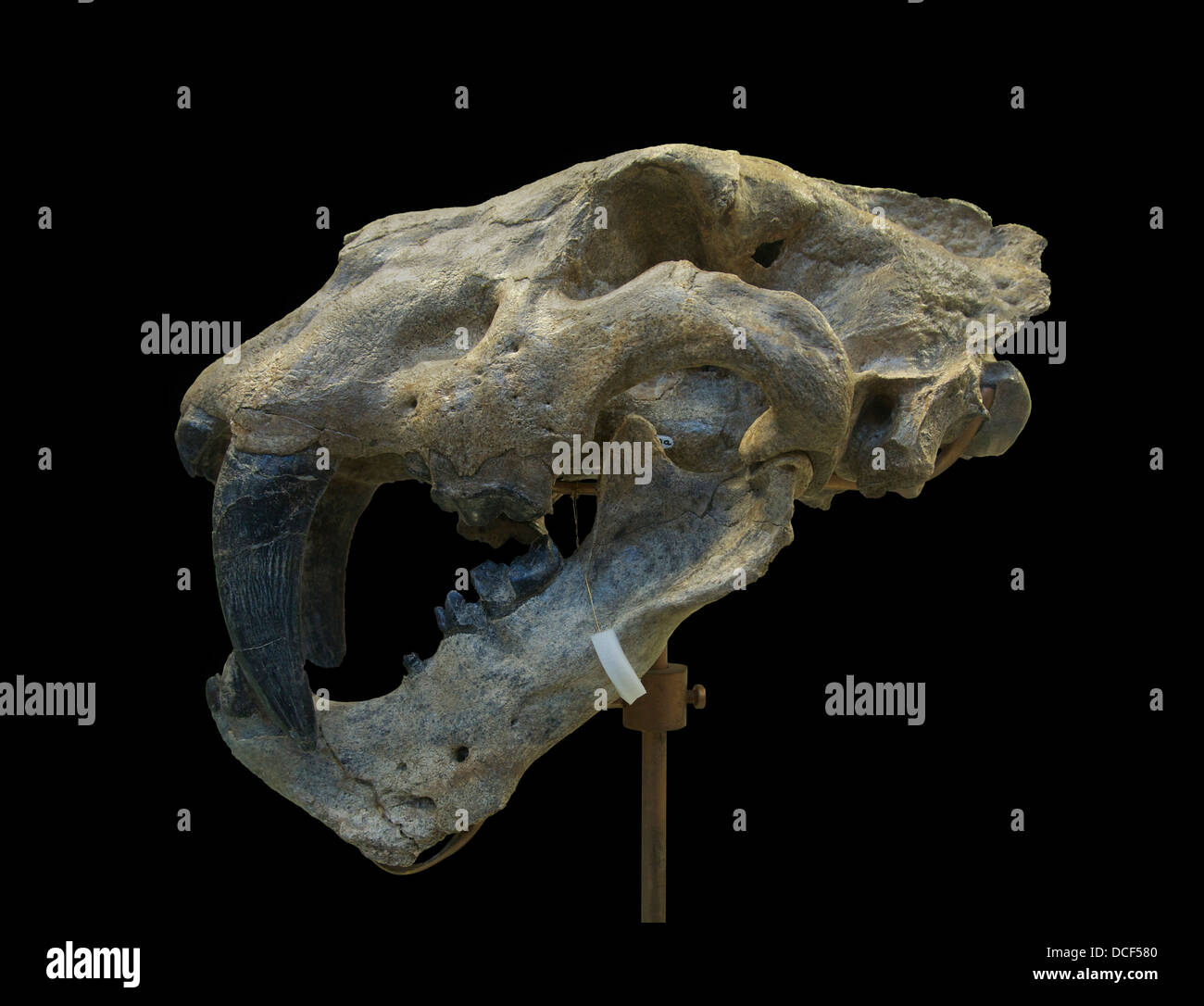 Homotherium crenatidens Fabrini (Saber toothed cat). Skull. Villafranchien. Perrier (Puy-de-Dôme). National Museum of Natural Hi Stock Photo