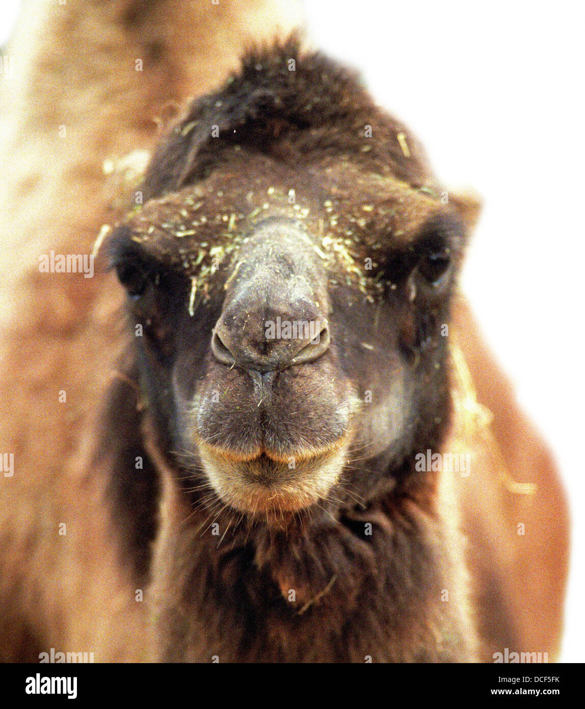 Camel headshot looking at camera Stock Photo