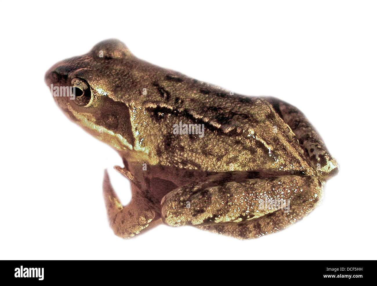 frog cut out cutout common rana temporania Stock Photo