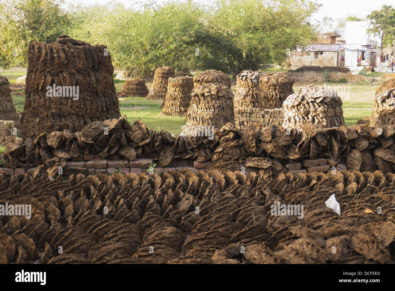 Cow dung fuel patty patties hi-res stock photography and images - Alamy