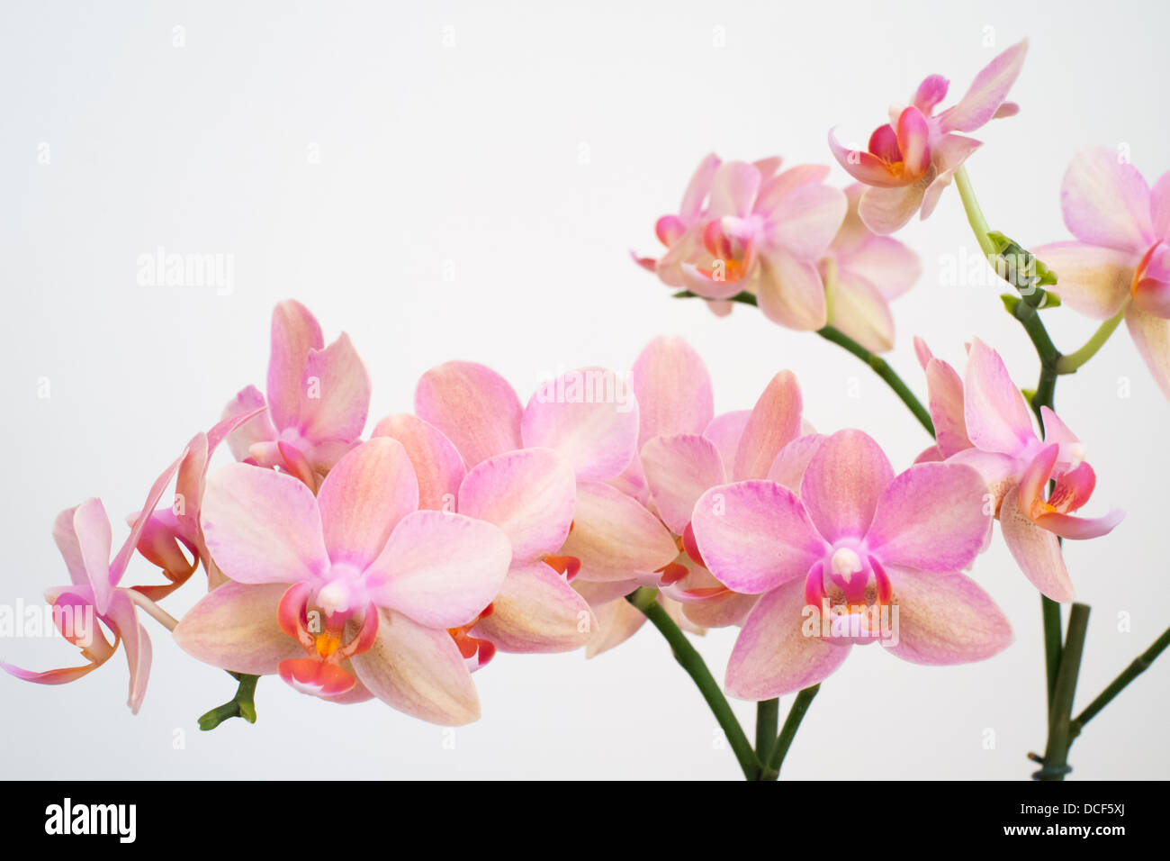 Phalaenopsis orchids Stock Photo