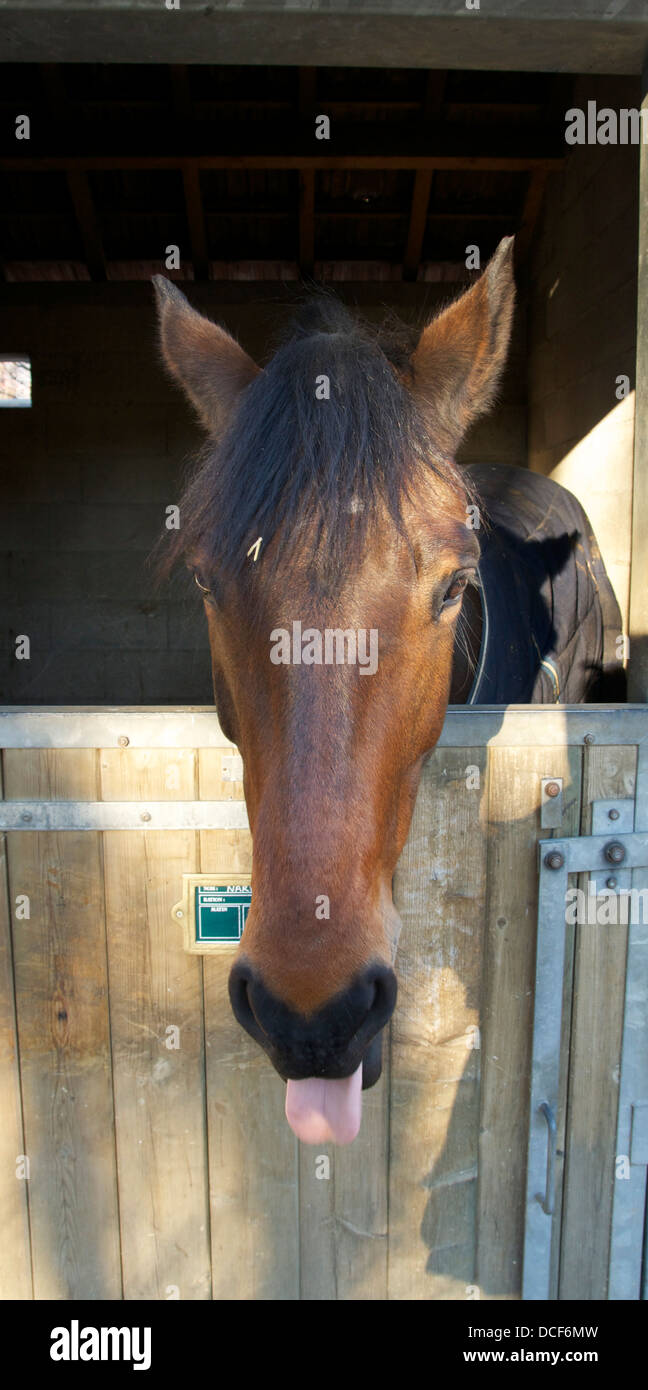 'Narval', a bay horse Stock Photo