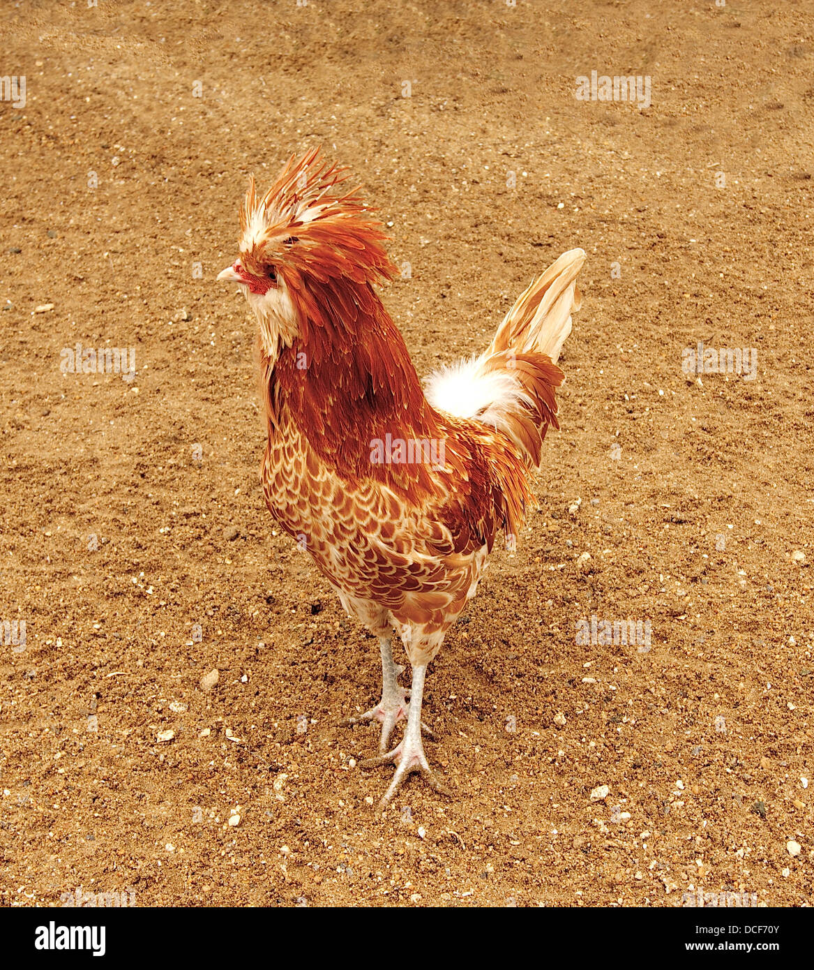 Gallus gallus domesticus, buff laced polish chicken breed. Stock Photo
