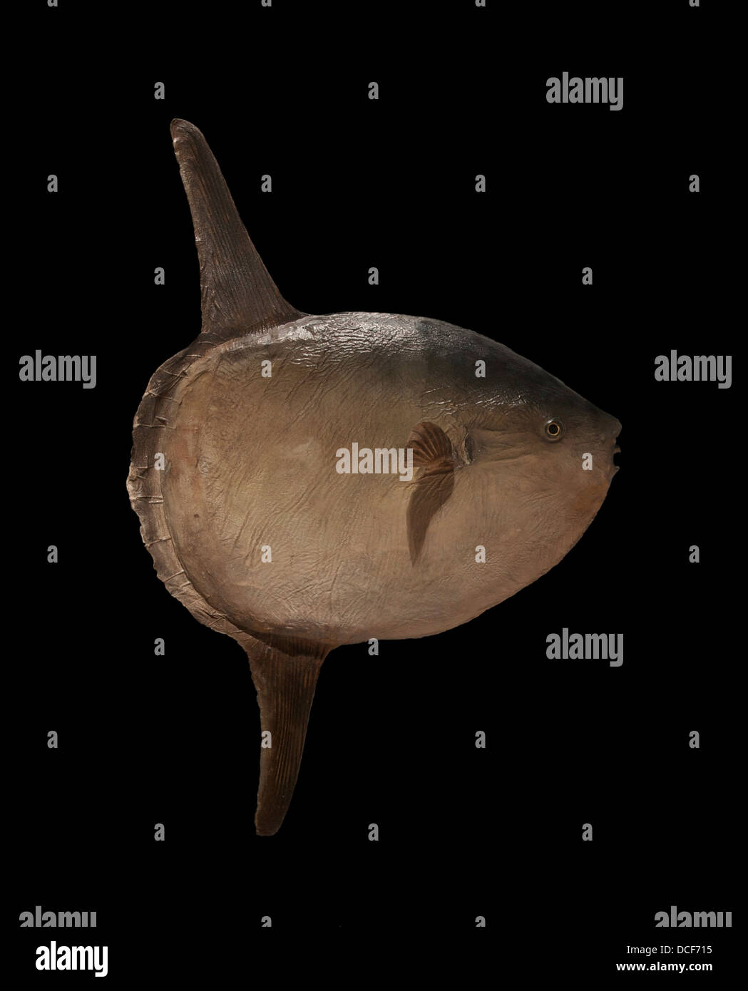 Mola mola (Sunfish), stuffed specimen, Museum of natural history, La Rochelle, France Stock Photo