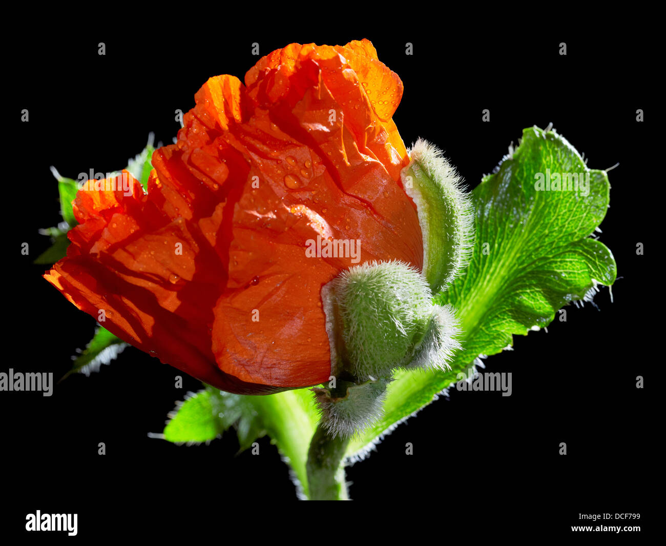detail of a poppy flower in black back Stock Photo