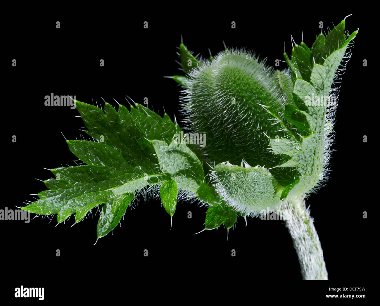Poppy Back Photo Back of poppy flower hi-res stock photography and images - Alamy