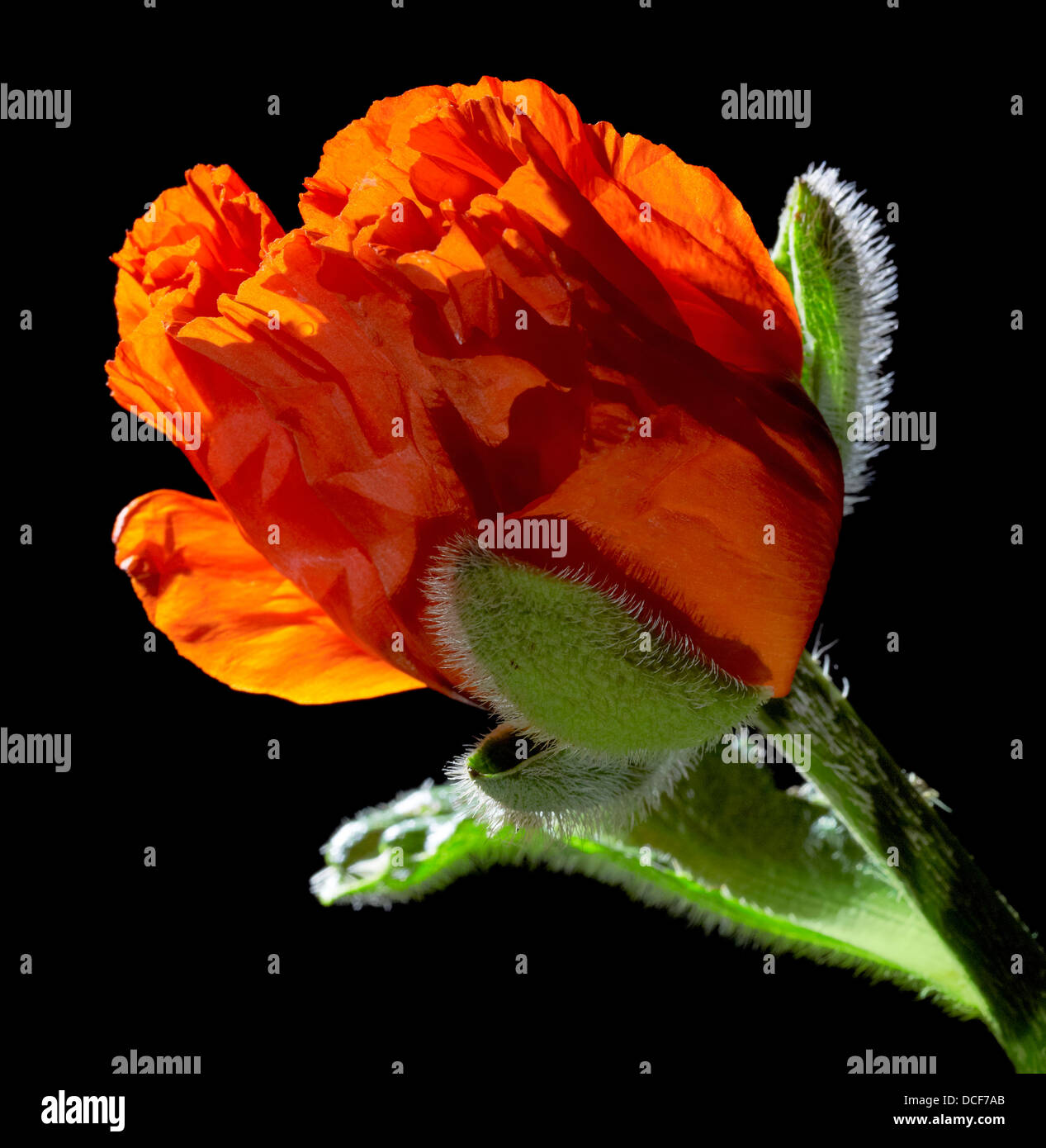 detail of a poppy flower in black back Stock Photo
